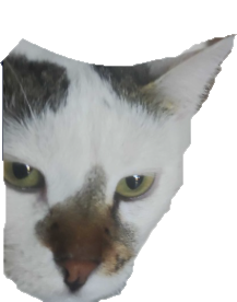 Μάγκας 🐱